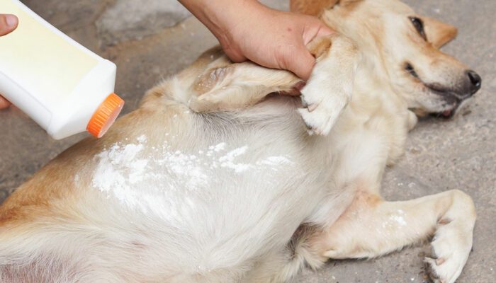 5 Home Remedies To Prevent Fleas In Dogs
