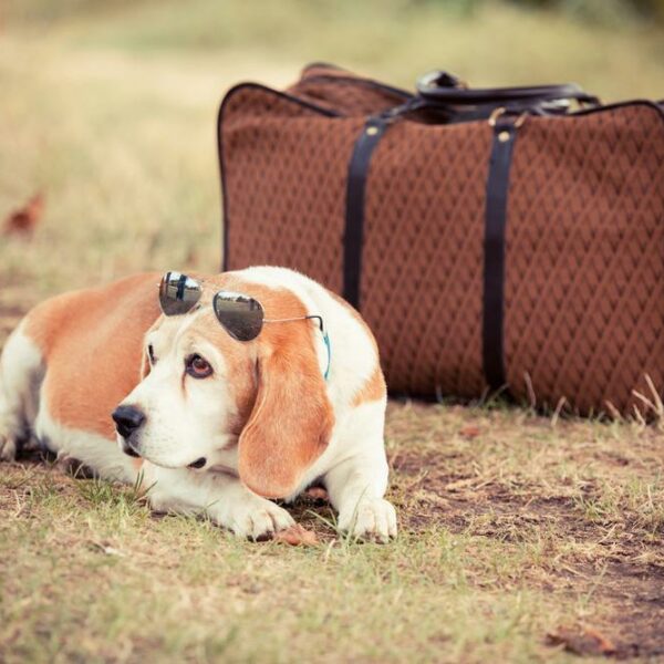 7 Factors Essential for Pet-friendly Travel