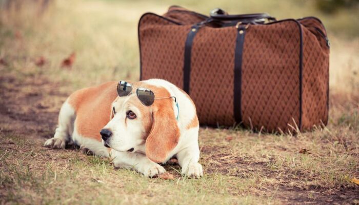 7 Factors Essential for Pet-friendly Travel