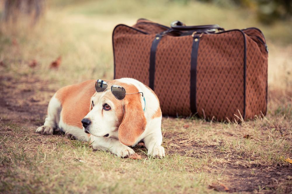 7 Factors Essential for Pet-friendly Travel