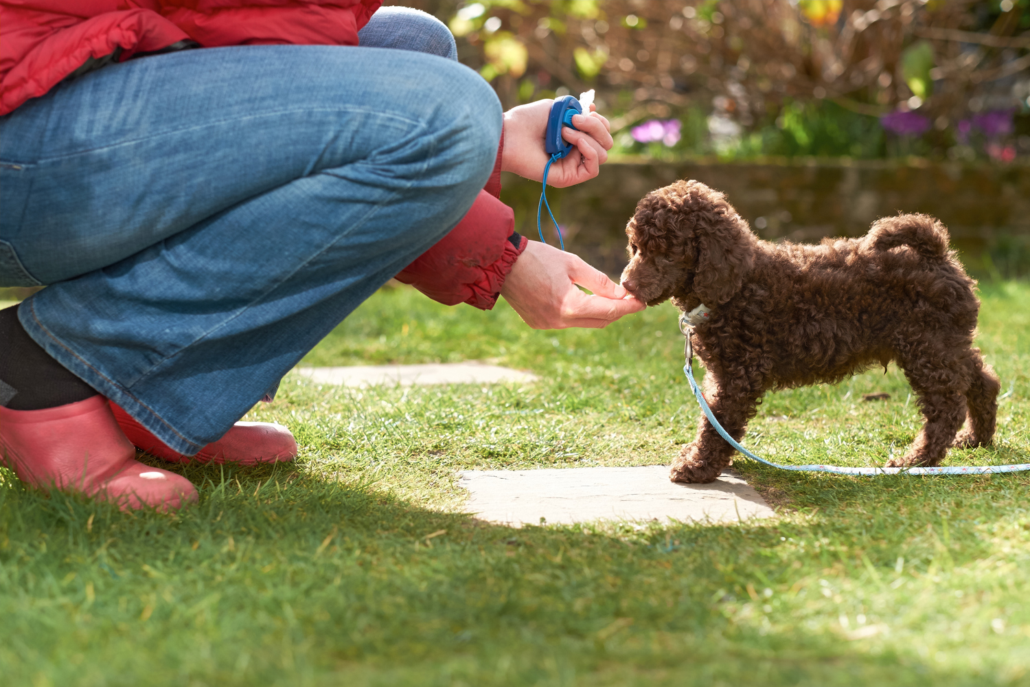 6 Human Foods Pets Should Avoid