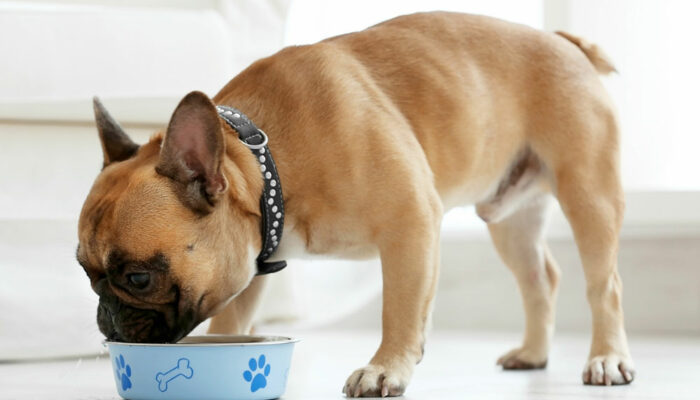 Diet Tips for Healthy Dogs