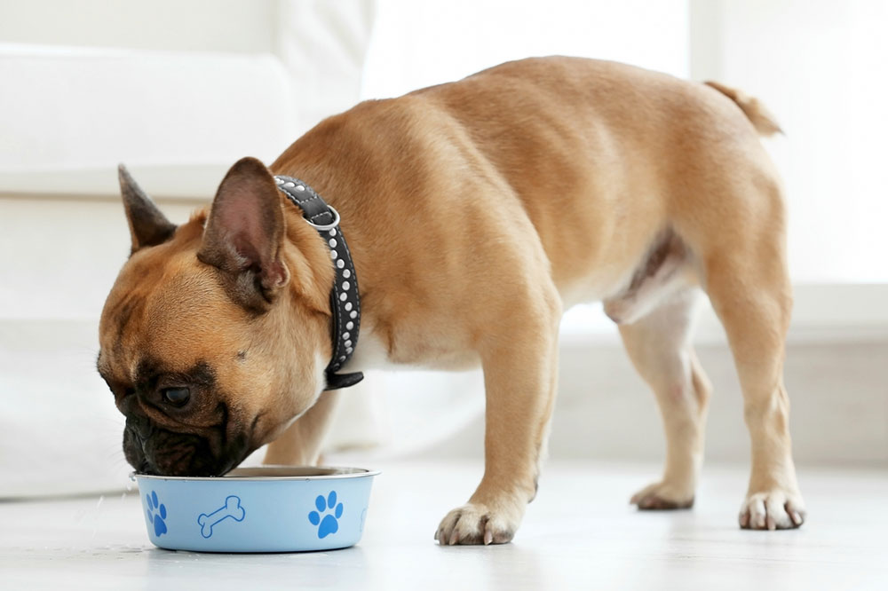 Diet Tips for Healthy Dogs