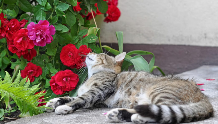 Toxic Houseplants for Cats