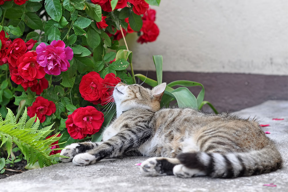 Toxic Houseplants for Cats